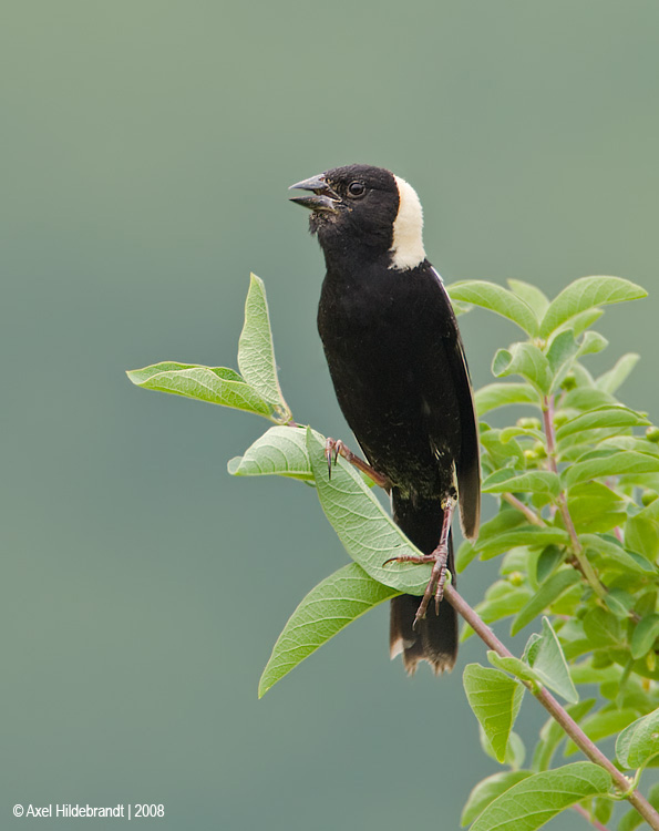 Bobolink04c2848.jpg