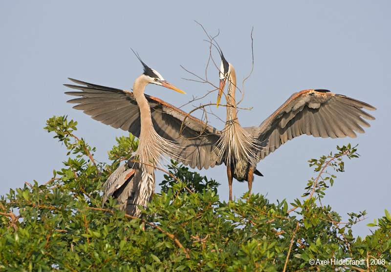 GreatBlueHeron59c1364.jpg