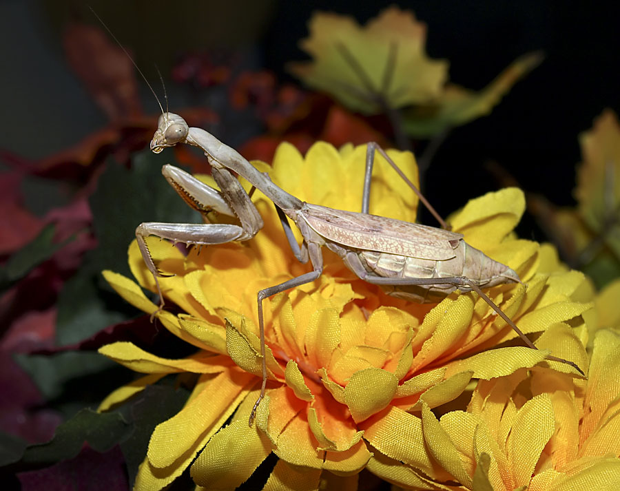 Mantis in fall colors