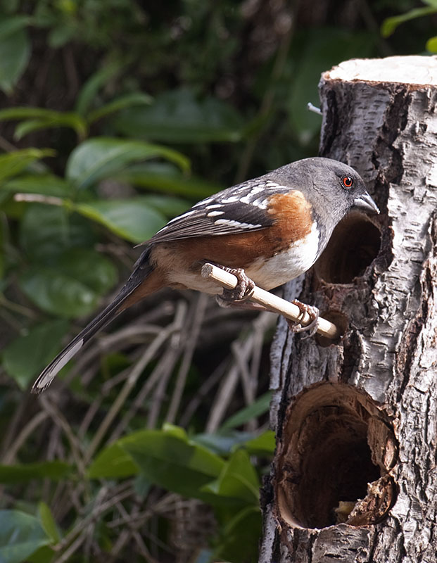 Spotted Towhee