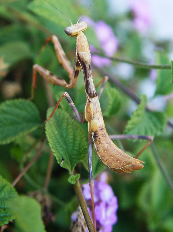 _Mottled Mantis