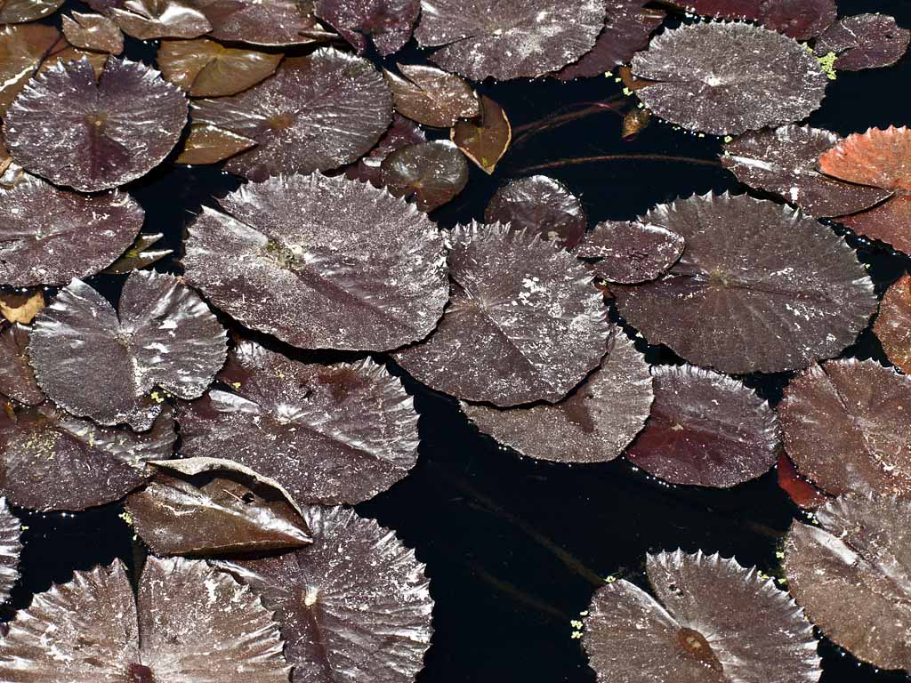 Lily pads