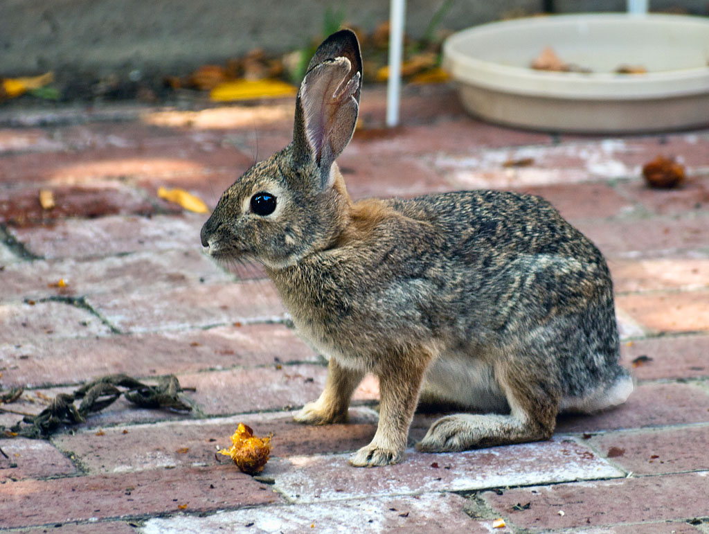 Notch (our affectionate name for our daily visitor) enjoying a nectarine