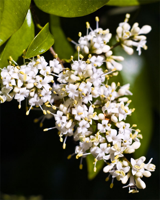 Unknown Flowering Bush