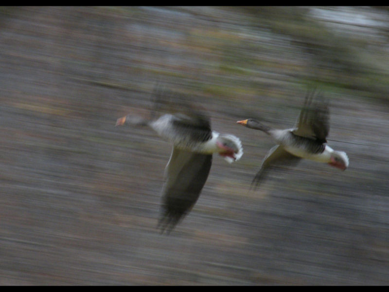 Greylag geese