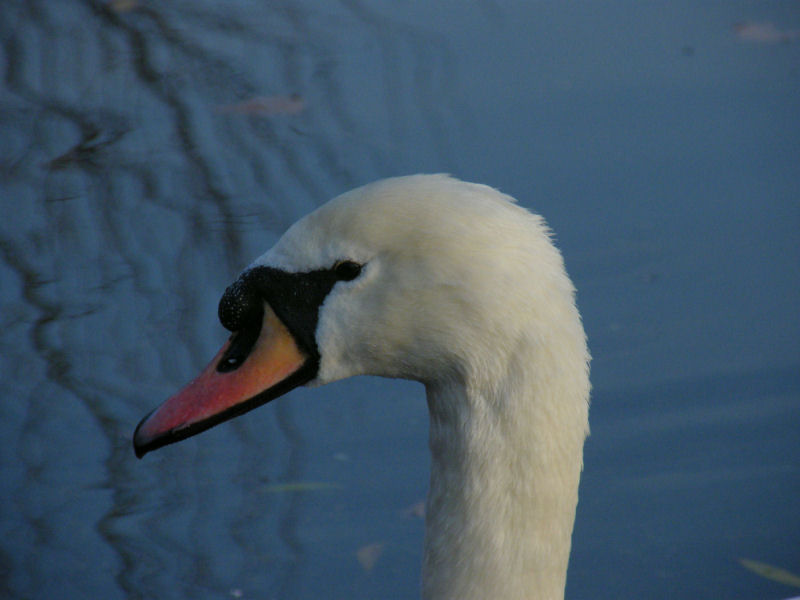 Mute swan