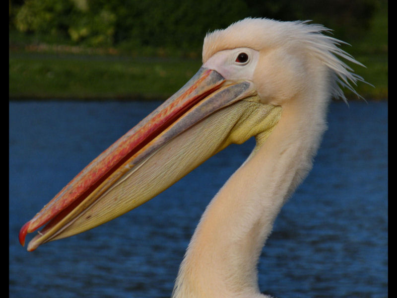 pinky perky pelican profile