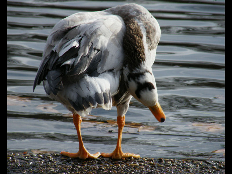 bar headed goose