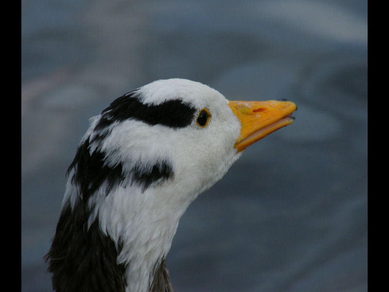bar headed goose