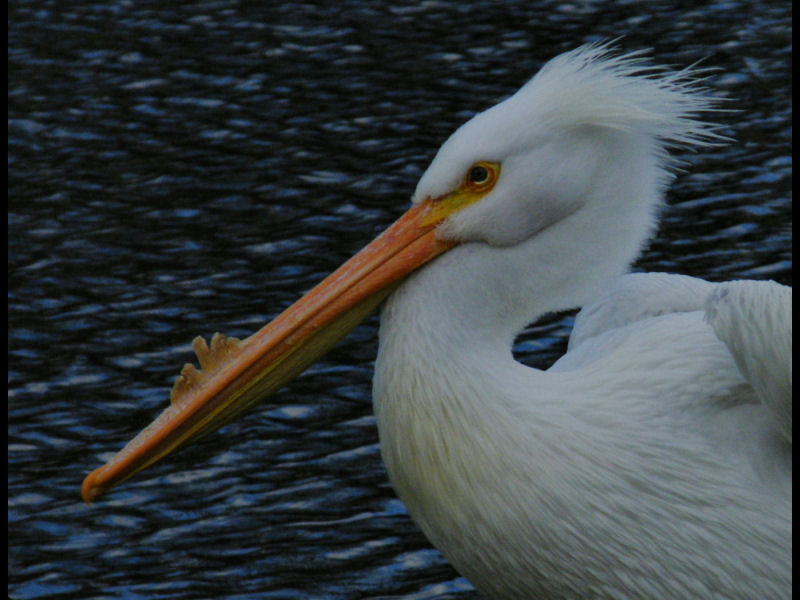 white pelican