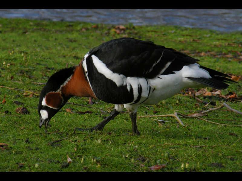 red breasted goose.JPG