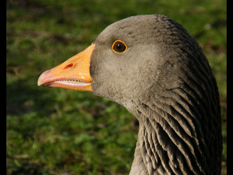 greylag head
