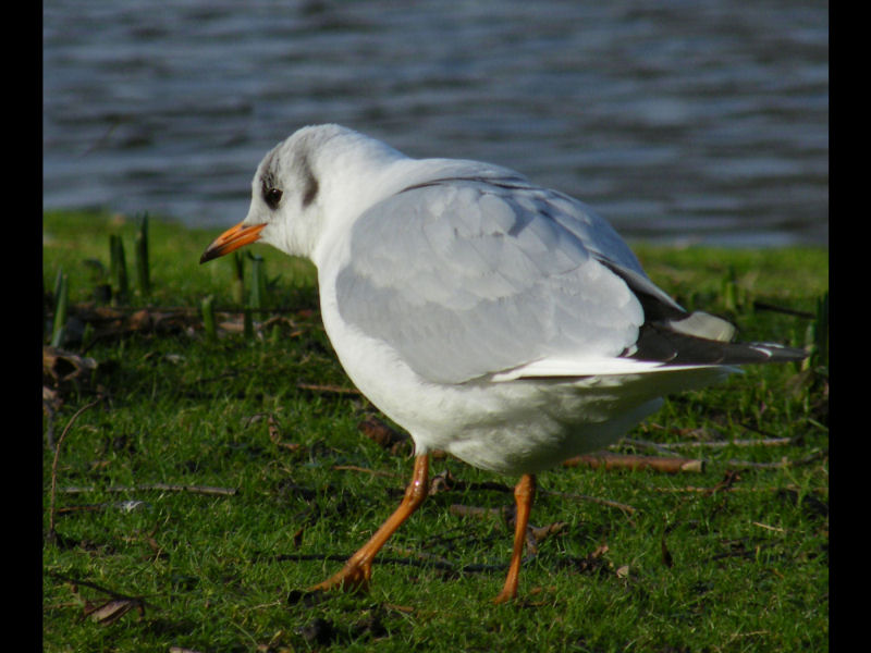 black headed gull non breeding plumage