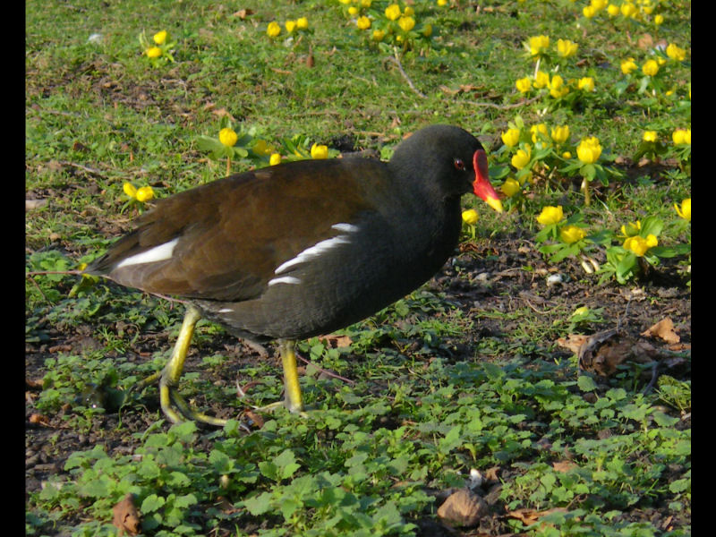 moorhen