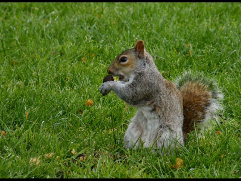 Grey Squirrel