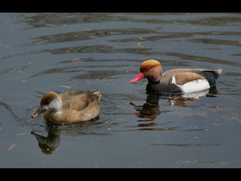 Pochard female and male