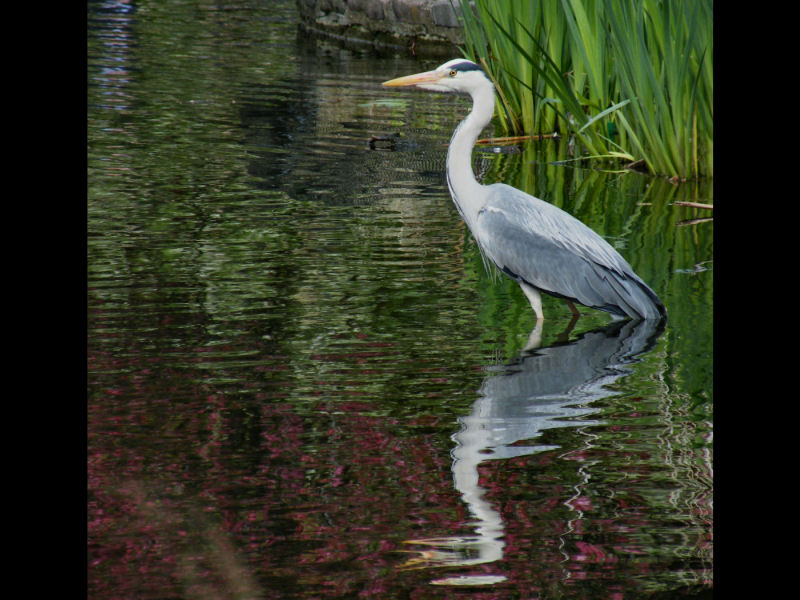 Grey heron
