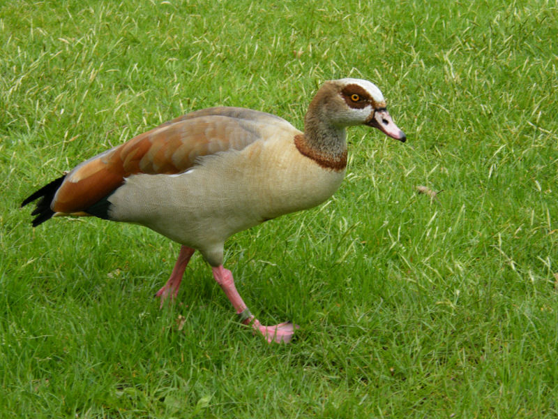 Egyptian Goose