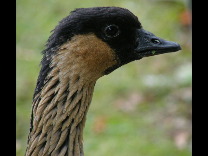Hawaiian Goose or NeNe