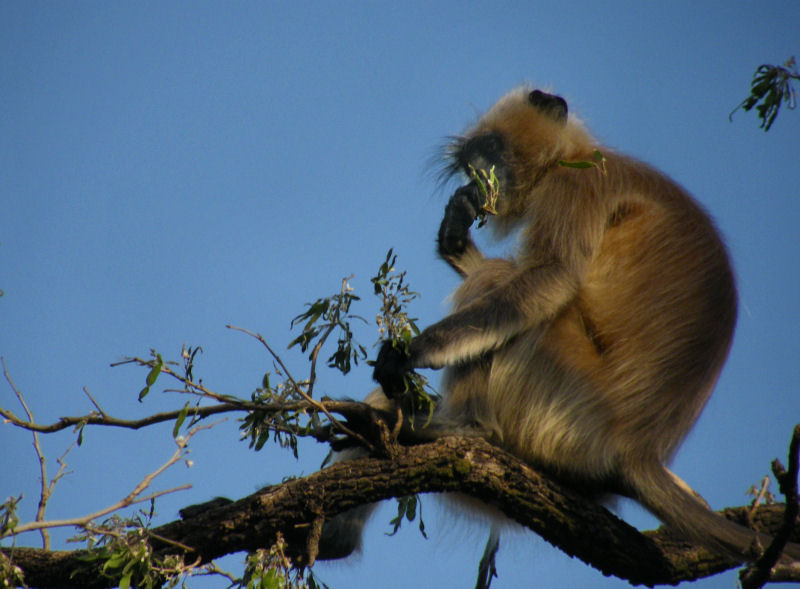 Grey Langur feeding in tree_Pench