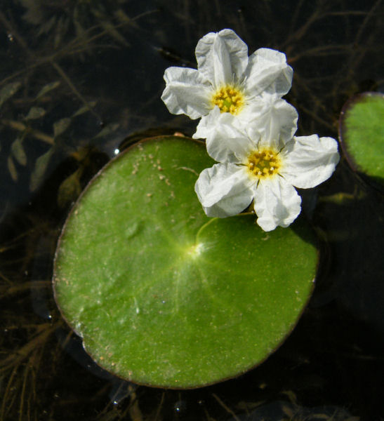 Lotus lily_Pench area