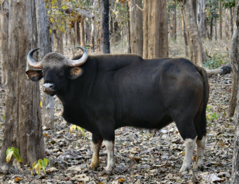 Male Gaur_Pench
