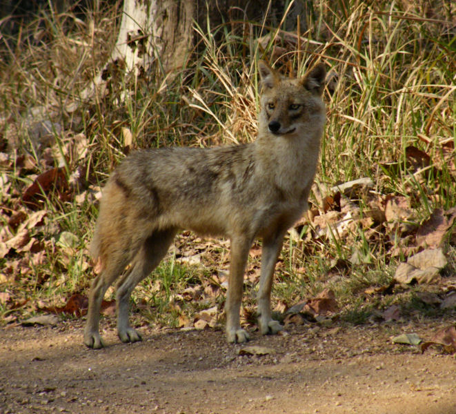 Golden Jackal_Pench