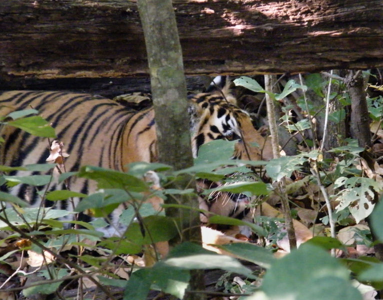 Female tiger _Kanha
