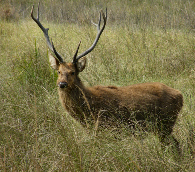 Male Barasingha_Kanha
