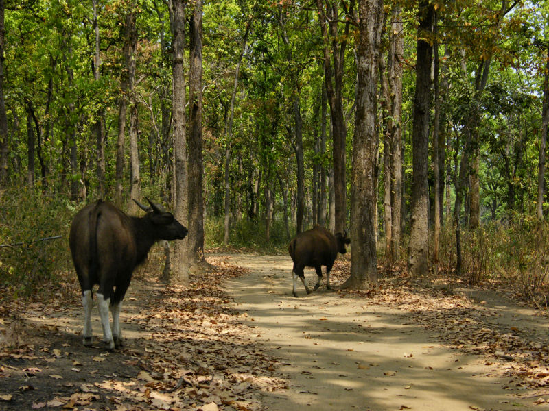 Female Gaur in Forest_Kanha