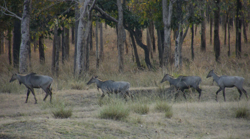 Nilgai_Pench
