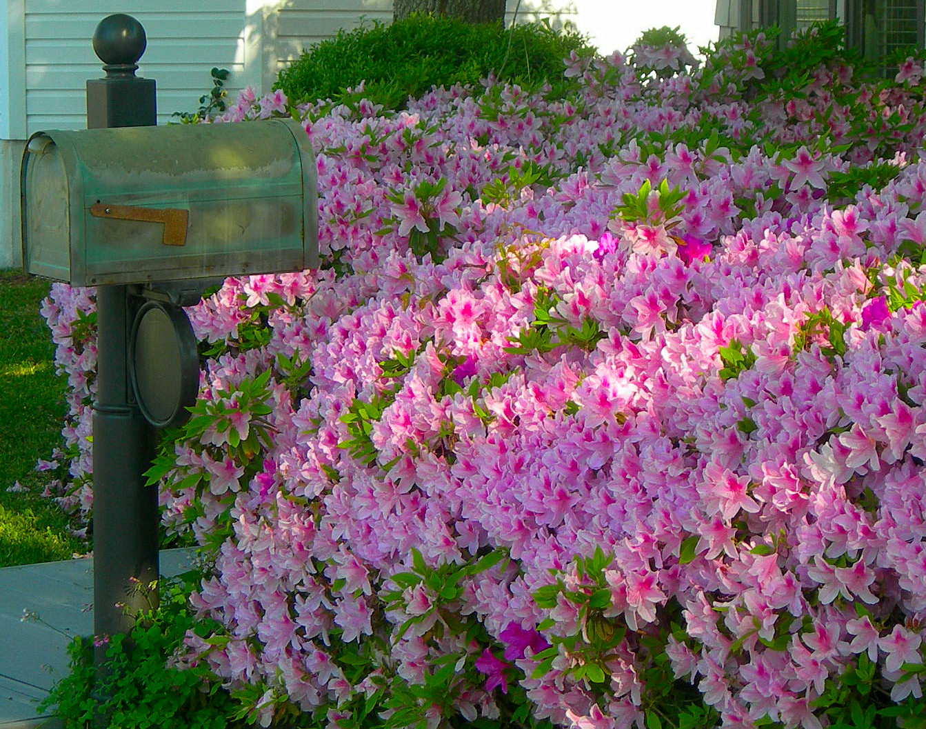 azalea mailbox