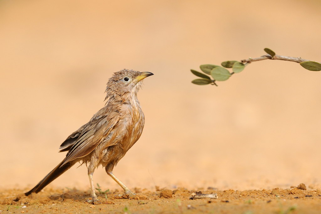 Babbler -    - Turdoides squamiceps