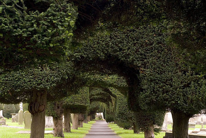 Yew trees in the churchyard at Painswick
