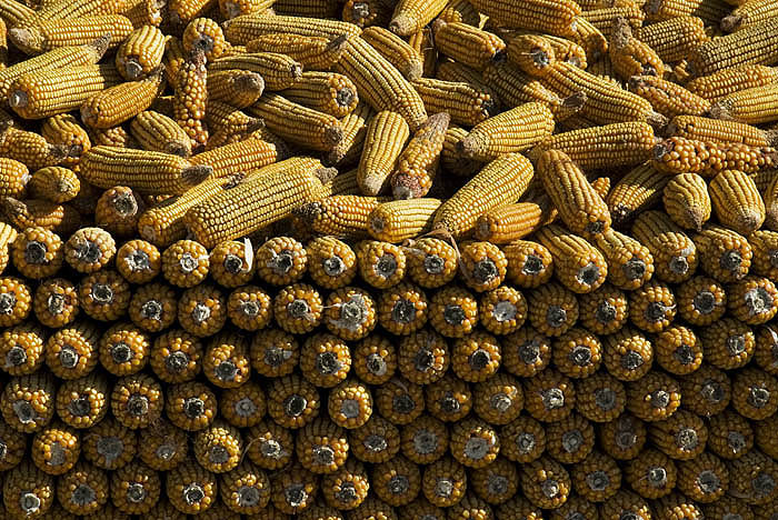 Stockpiled corn cobs