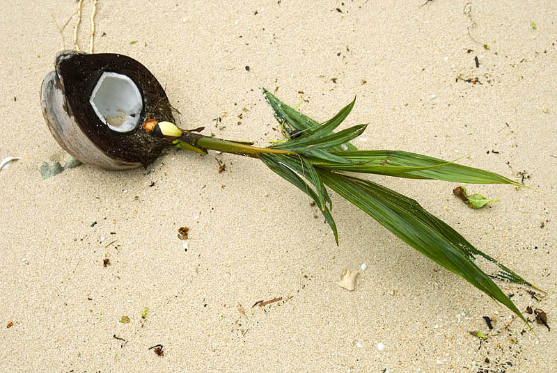 Coconut shoots, Sagheraghi Beach