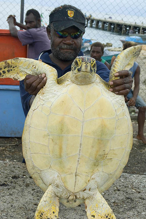 Hawksbill turtle for sale
