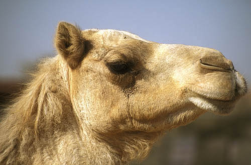 At the camel market, Buraimi, Oman