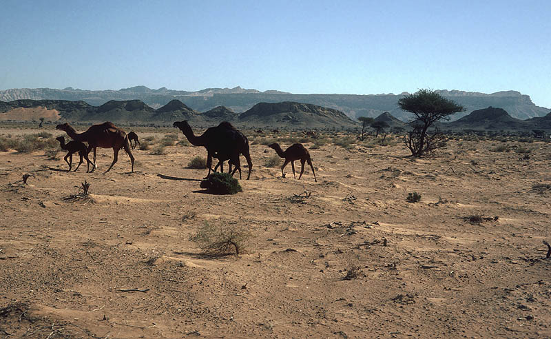 Desert camels outside Fossil Valley (Jebel Huwayah)
