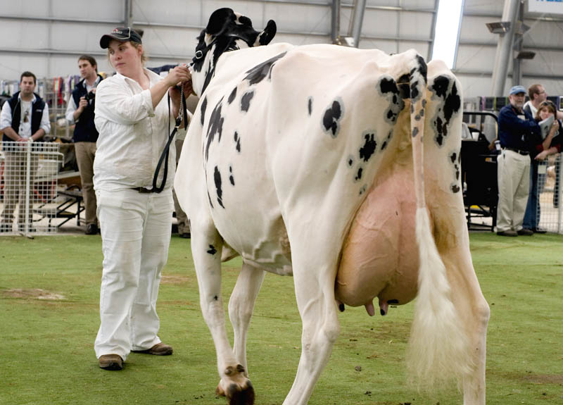 Judging 'Best Udder' dairy cow