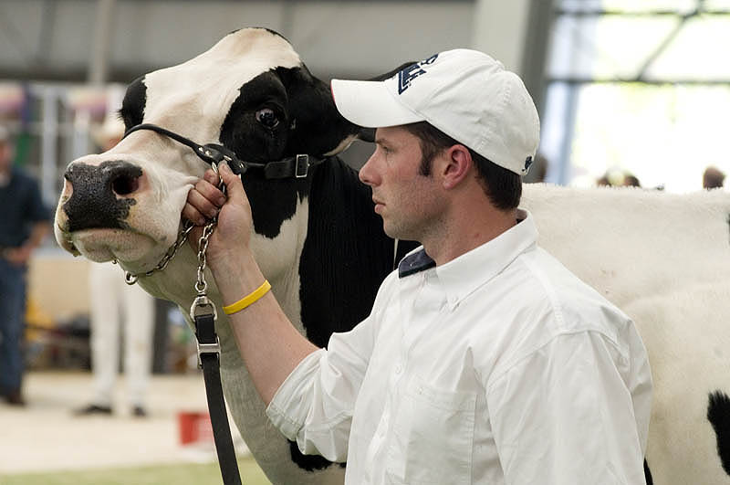 Judging 'Best Udder' dairy cow, Royal Melbourne Show