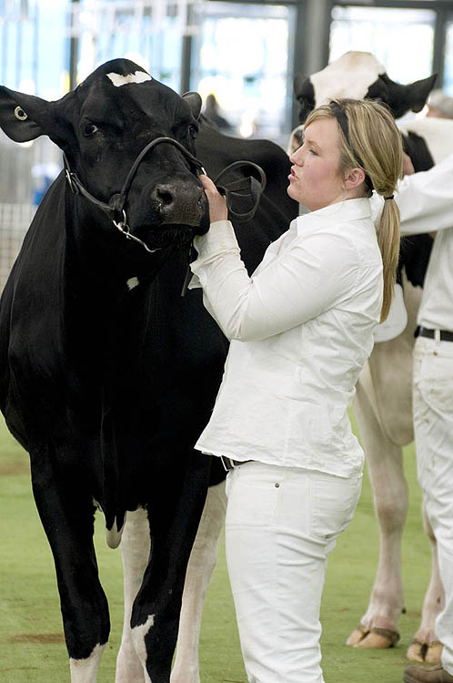 Judging 'Best Udder' dairy cow
