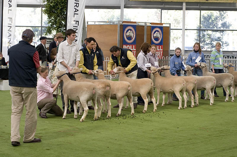 Judging Poll Dorset sheep
