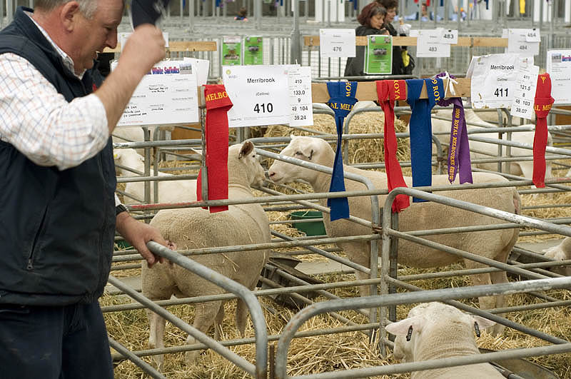 Prize rams in their pens