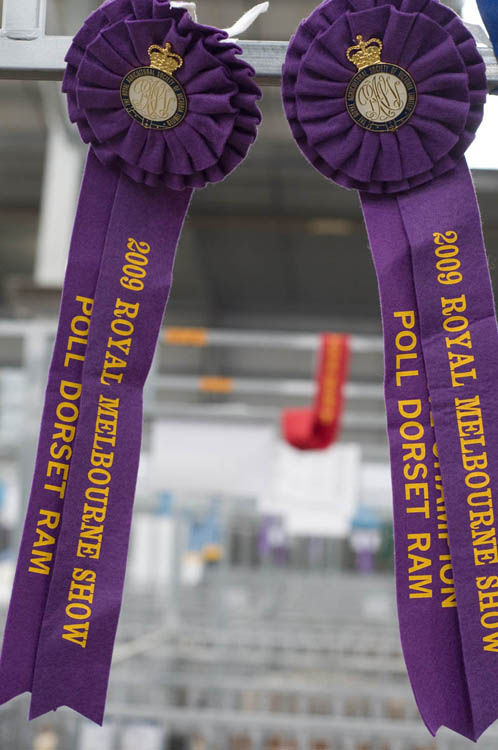 Prize-winners ribbons