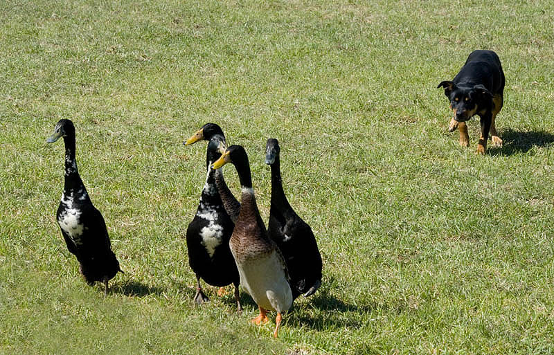 Cattle dog rounding up geese