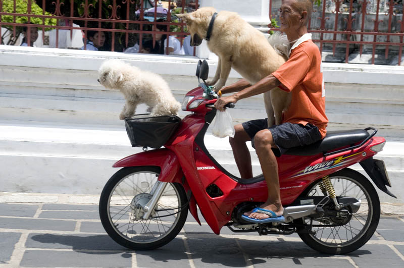 Doggy riders