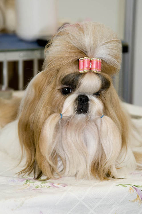 Shih Tzu, Royal Melbourne Show