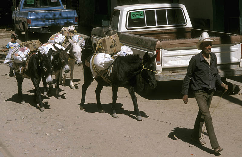 Mule train in Batopilas