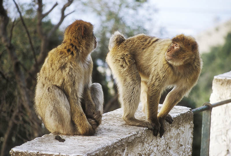 Barbary Apes on the Rock of Gibraltar